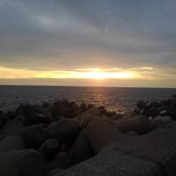 アオリイカは順調に成長